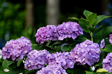 福岡-【千光寺のあじさい】