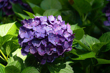 福岡-【千光寺のあじさい】