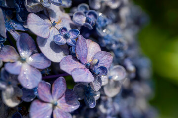 福岡-【千光寺のあじさい】