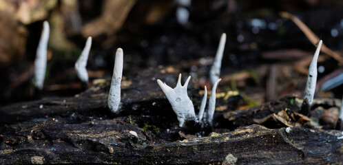 Incredibly Unique Fungi Emerge from the Decaying Wood of Diverse Forest Ecosystems
