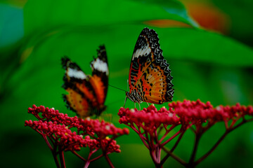Lacewing butterflies on red wildflowers with vibrant green nature background