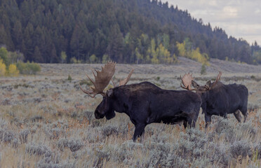 Pair of Bull Moose in Grand Teton National Park Wyoming in Autumn
