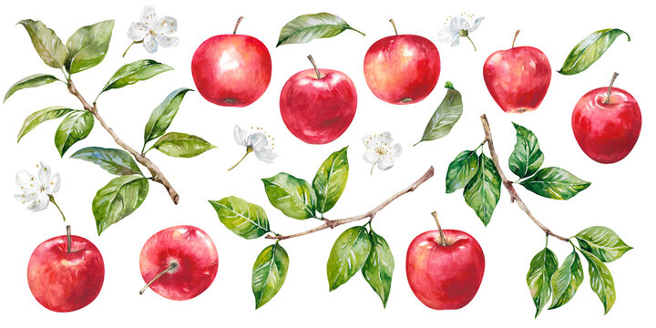Apples red fresh ripe fruit, tree branch with leaves and flowers hand drawn watercolor illustration elements isolated on white. Juicy bright clipart for garden, harvest, food, rustic, packaging design