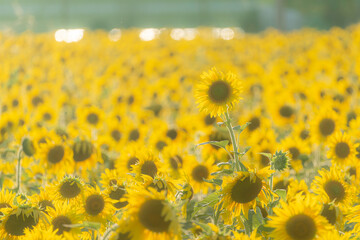 福岡-【柳川ひまわり園】