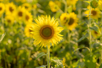 福岡-【柳川ひまわり園】