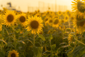 福岡-【柳川ひまわり園】