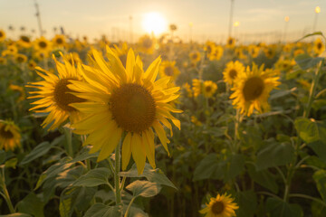 福岡-【柳川ひまわり園】