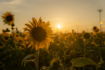 福岡-【柳川ひまわり園】