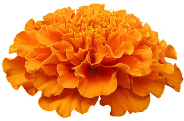 Orange Marigold Bloom - A Close-up of Nature's Floral Abundance in Vibrant Detail.