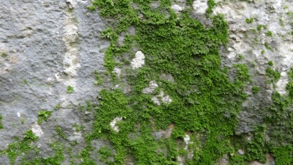 Mossy concrete wall texture background with green growth