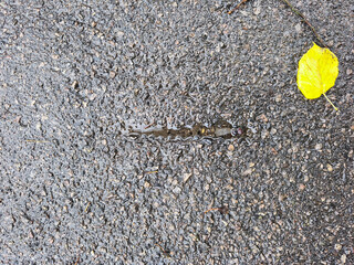 Small puddle in asphalt pothole with rough cracked surface and wet texture