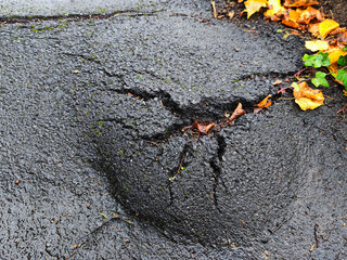 Cracked asphalt damaged by tree roots with rough texture and natural surface pattern