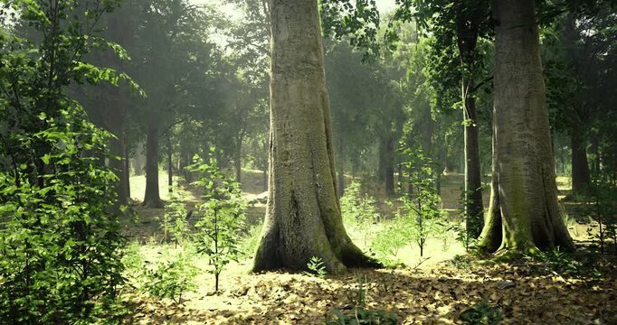 Sunlight gently filters through tall trees in a vibrant forest. Small plants thrive on the forest floor, creating a serene and inviting natural environment filled with life.