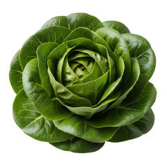 Fototapeta premium Studio Shot of Fresh Green Lettuce Head Top View, Culinary Ingredient for Healthy Eating, Fresh Harvest, Plant Based Diet, Vegan Source