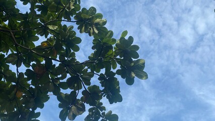 Green leaves on tree branches under a blue sky in spring