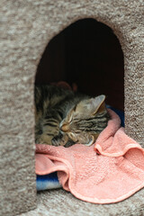 Sleeping tabby kitten curled up on soft pink towel inside cozy cat house with warm light and peaceful atmosphere