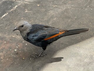 red winged blackbird