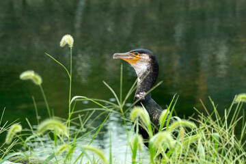 Cormorant by the riverbank surrounded by green grass and water