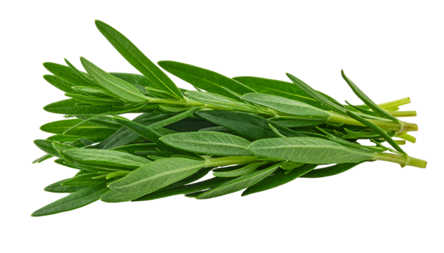A bunch of fresh green tarragon herb stems and leaves, stacked together on a white background, transparent png
