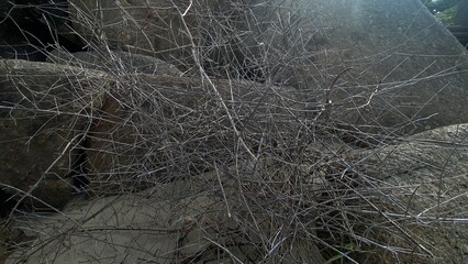 dry grass in the morning