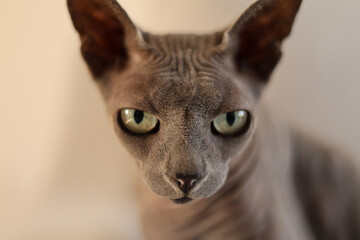 Macro Portrait of a Sphinx Cat