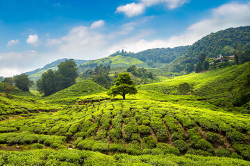 Fototapeta premium Beautiful Tea plantations
