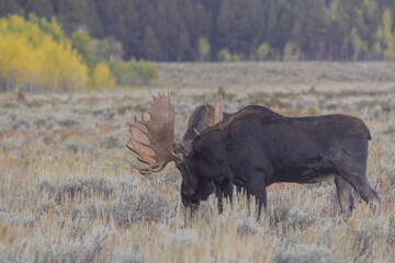 Bull Moose Fighting in the Rut in Autumn in Grand Teton National Park Wyoming