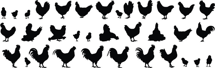 Chicken and chick silhouettes, black bird icons, poultry graphics, farm animal shapes, nature symbols, minimal design, vector livestock illustration set