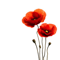 Naklejka premium Vibrant red poppies bloom against a stark black background