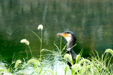 Cormorant by the riverbank surrounded by green grass and water