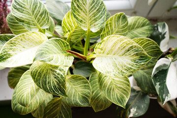 close up of a green plant. Close-up view of green and white variegated leaves growing indoors during bright daylight hours. philodendron Birkin © Natali
