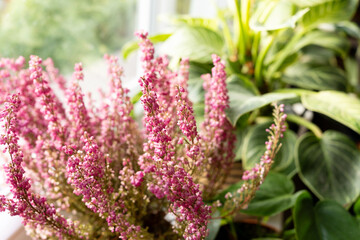 Vibrant pink flowers bloom beside lush green leaves in a sunlit indoor garden setting