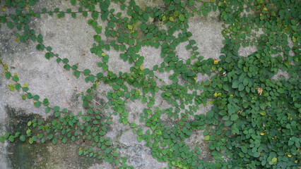 Green creeping vines growing on old concrete wall, natural background