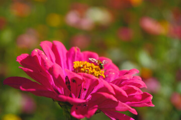 Hoverfly pollinating a bright pink zinnia flower in a colorful summer garden