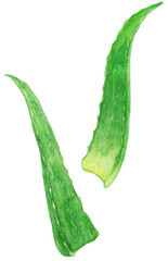 アロエの葉　水彩イラスト