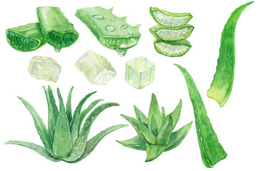 水彩で描いたアロエのイラストセット　アロエの断面や葉、葉肉