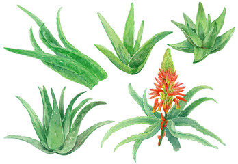 アロエの水彩イラストセット　葉と花