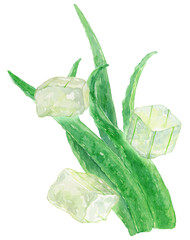 アロエの葉と葉肉　水彩イラスト