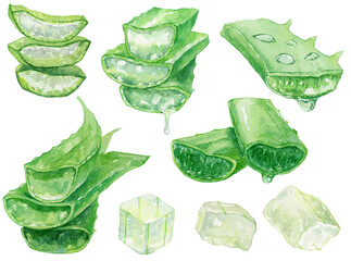 水彩画のアロエ　イラスト素材集　アロエの葉の断面と果肉