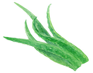 アロエの葉　水彩イラスト