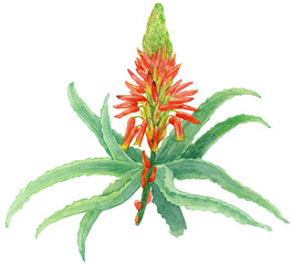 アロエの葉と花　水彩イラスト