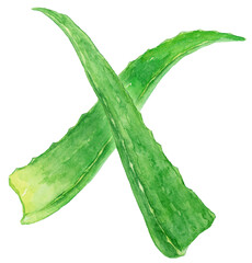 アロエの葉　水彩イラスト