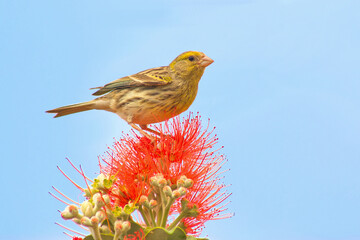 Kanarengirlitz auf  Madeira