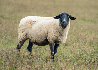 Black-faced sheep grazing in a green field under a clear sky during daylight hours