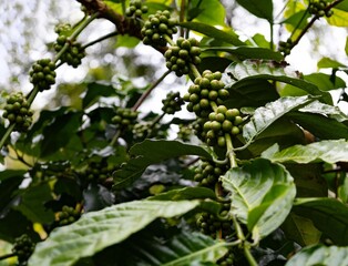 Green coffee bean on the coffee plant on the clear background