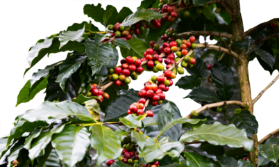 Red and green coffee beans on the coffee plant on transparent background fo coffee marketing concept