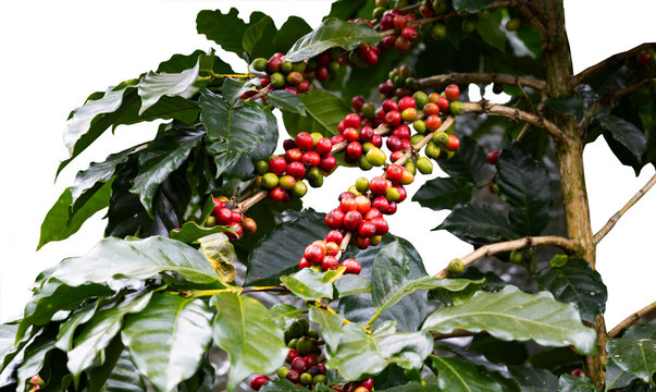 Red and green coffee beans on the coffee plant on transparent background fo coffee marketing concept
