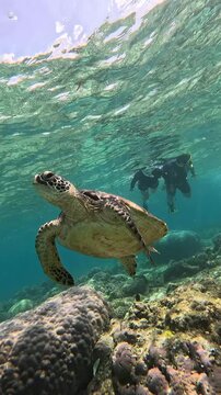 Tracking the movement of a green sea turtle or Chelonia mydas swimming in the shallow water in Apo Island while two tourist snorkels in the background