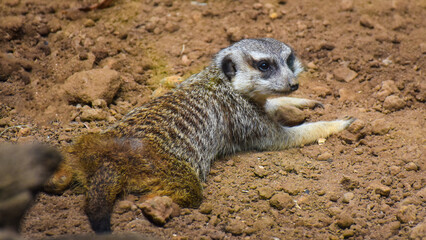 meerkat on guard