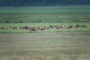 Group of horses grazing peacefully in a lush green meadow under a bright blue sky with fluffy clouds, showcasing the beauty of nature and tranquility in rural landscapes